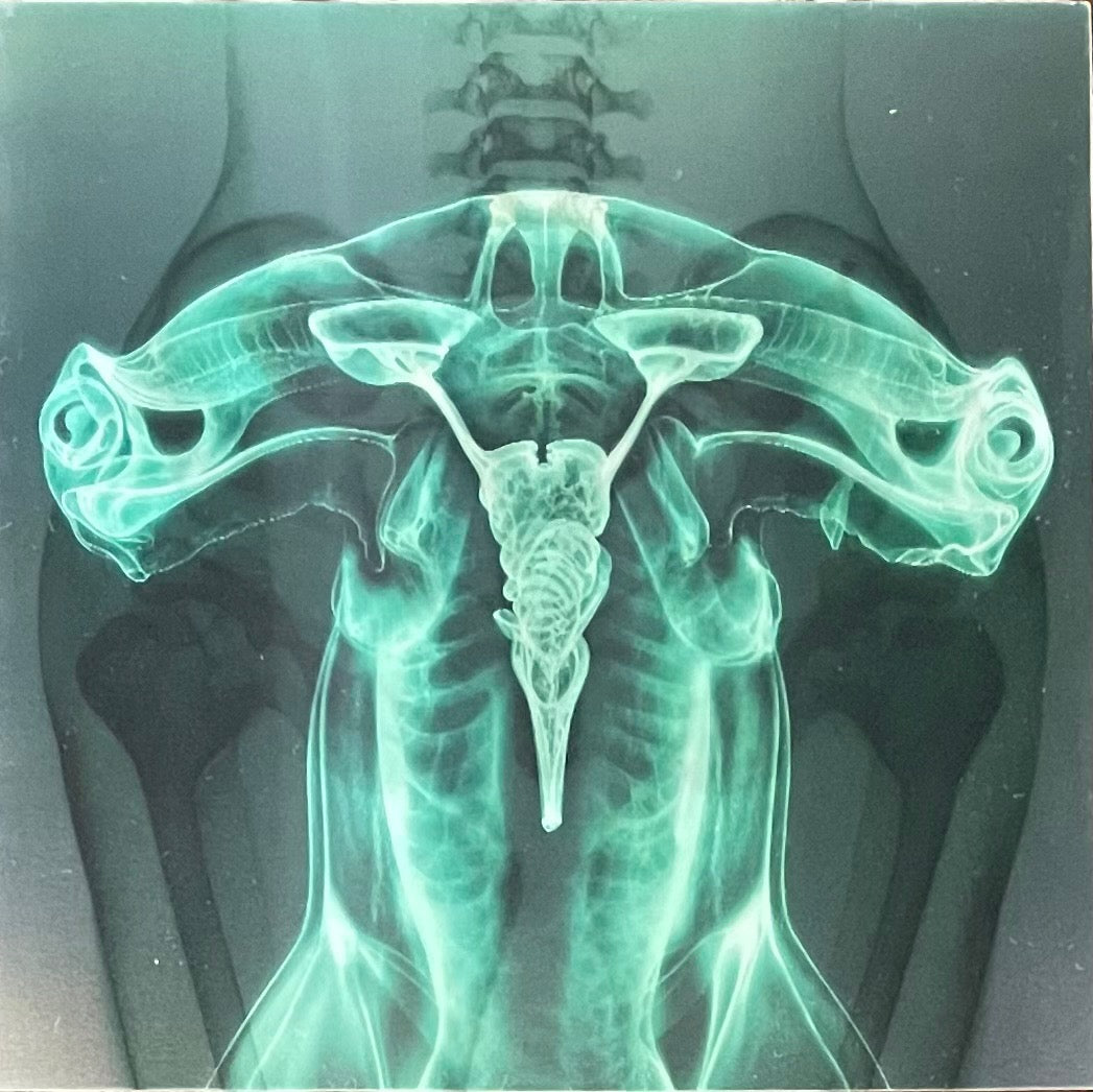 Eartheater & Shygirl 'Shark Brain / Dolphin' Vinyl